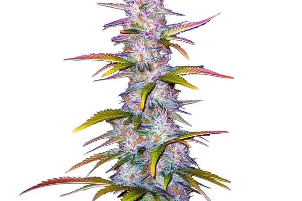 Jack Horror (Blimburn Seeds) – offizielles Produktbild