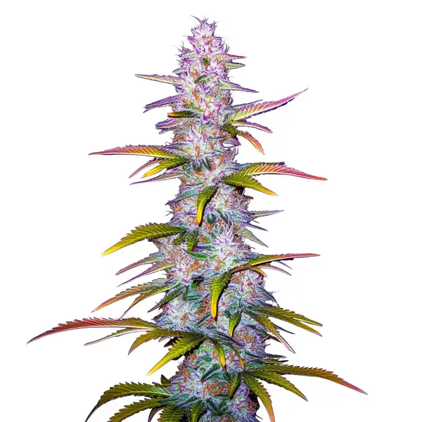 Jack Horror (Blimburn Seeds) – offizielles Produktbild
