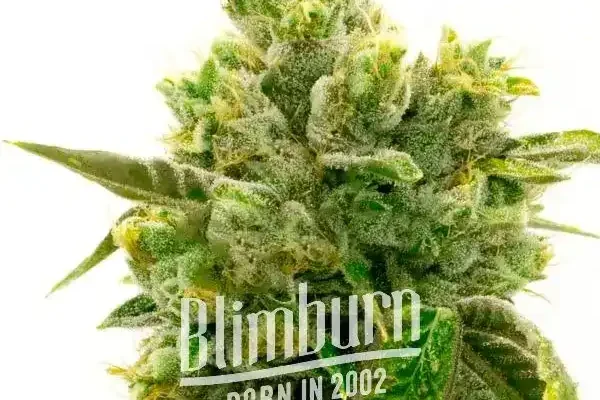 Jack Herer x Super Skunk (Blimburn Seeds) – offizielles Produktbild