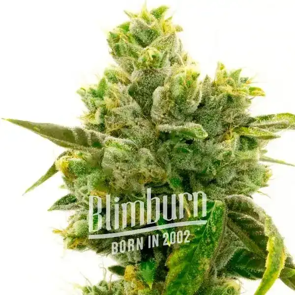 Jack Herer x Super Skunk (Blimburn Seeds) – offizielles Produktbild