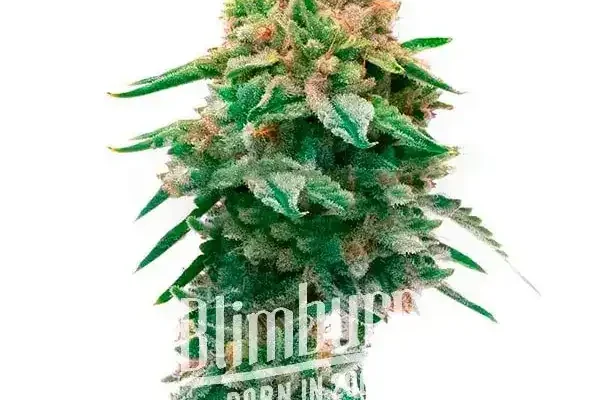 Jilly Bean Regulär (Blimburn Seeds) – offizielles Produktbild
