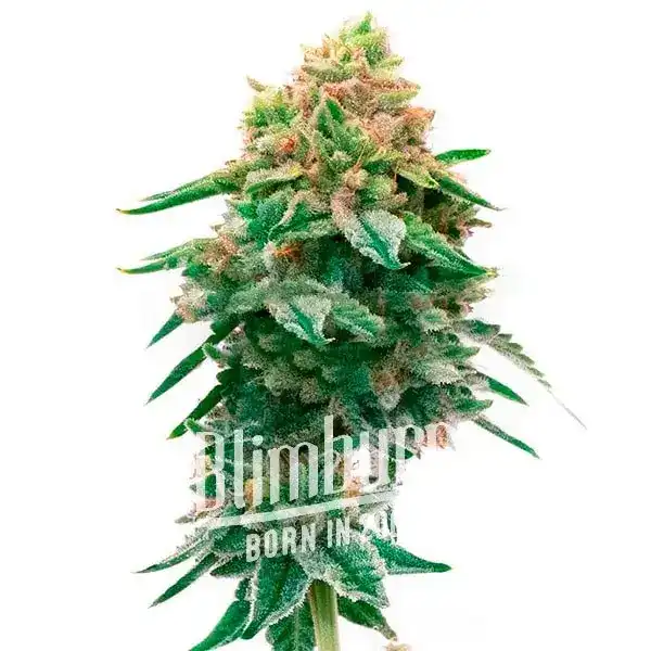 Jilly Bean Regulär (Blimburn Seeds) – offizielles Produktbild
