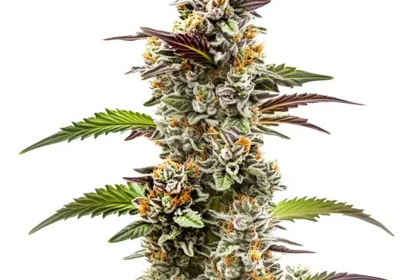 Jungle Breath (Blimburn Seeds) – offizielles Produktbild