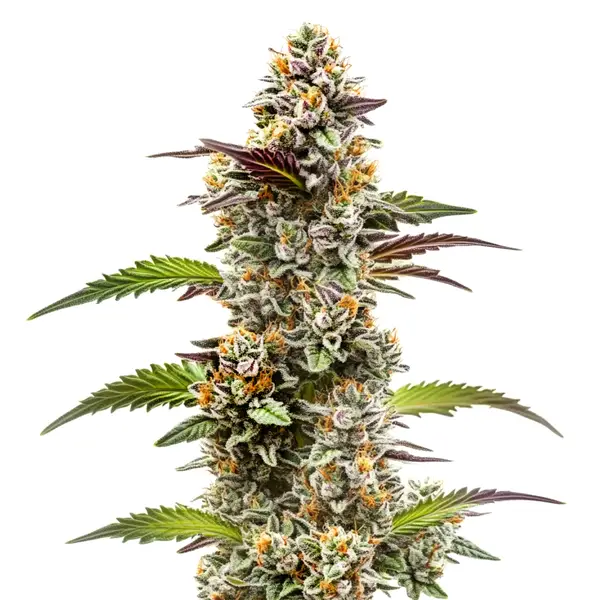 Jungle Breath (Blimburn Seeds) – offizielles Produktbild