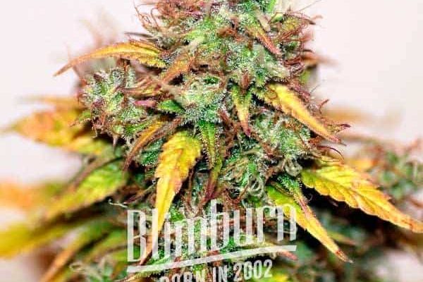 Jungle Wreck (Blimburn Seeds) – offizielles Produktbild