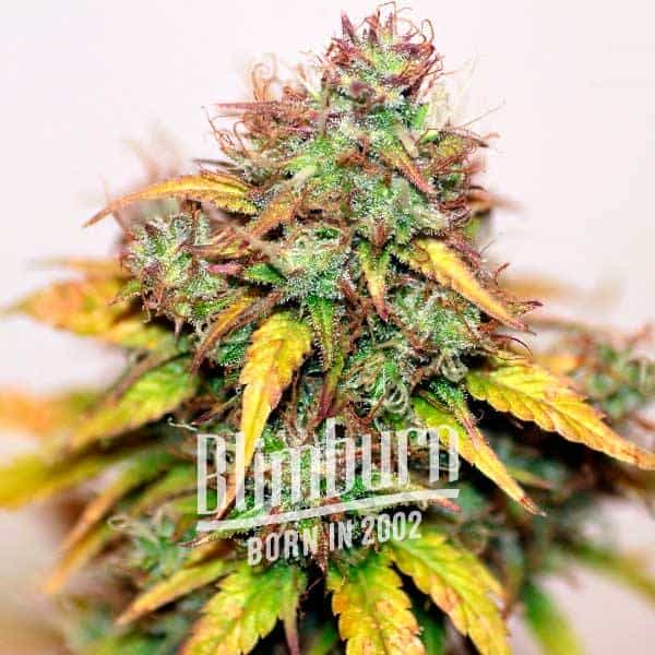 Jungle Wreck (Blimburn Seeds) – offizielles Produktbild
