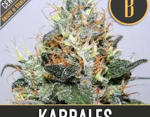 Kabrales (Blimburn Seeds) – offizielles Produktbild