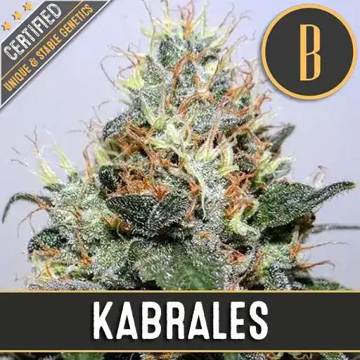 Kabrales (Blimburn Seeds) – offizielles Produktbild