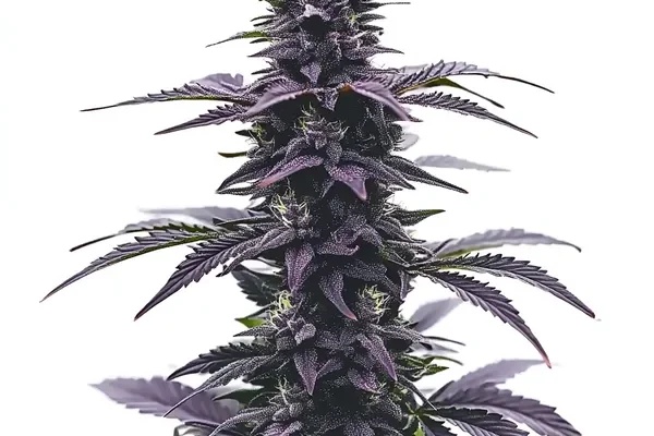 Key Lime Jack (Blimburn Seeds) – offizielles Produktbild