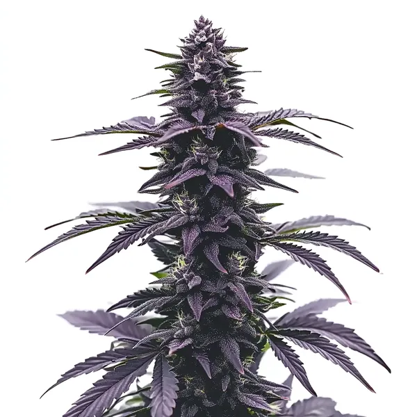 Key Lime Jack (Blimburn Seeds) – offizielles Produktbild
