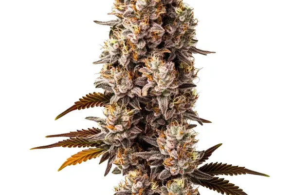 Killer (Blimburn Seeds) – offizielles Produktbild