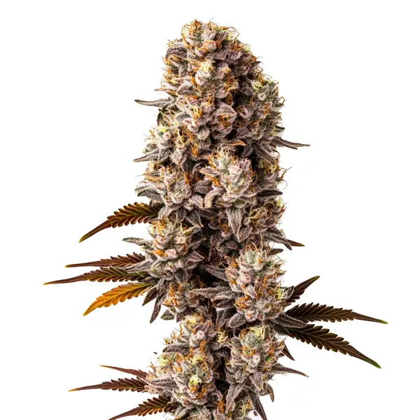 Killer (Blimburn Seeds) – offizielles Produktbild