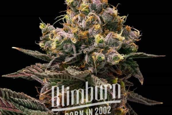 Koji (Blimburn Seeds) – offizielles Produktbild