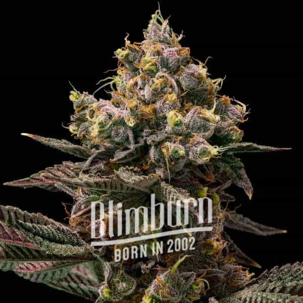 Koji (Blimburn Seeds) – offizielles Produktbild