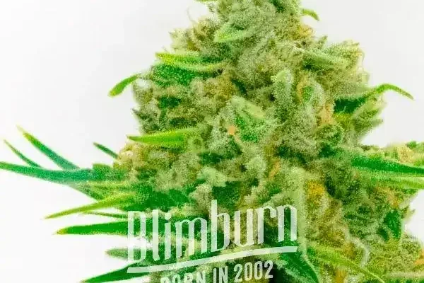 Kosher Kush x Tangerine (Blimburn Seeds) – offizielles Produktbild