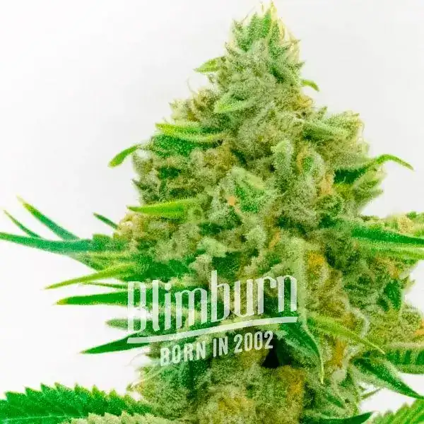 Kosher Kush x Tangerine (Blimburn Seeds) – offizielles Produktbild