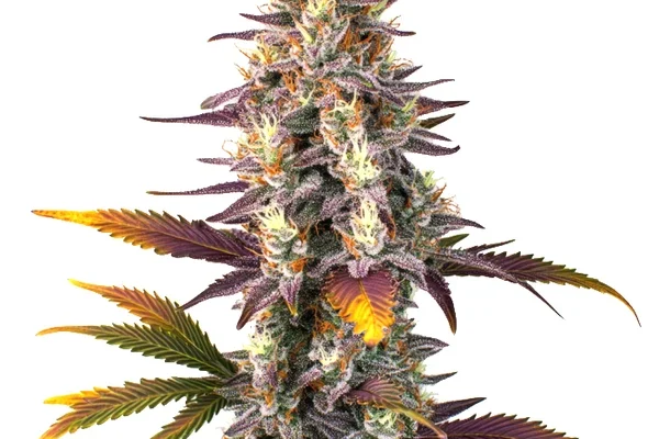 Kush Mints Regulär (Blimburn Seeds) – offizielles Produktbild