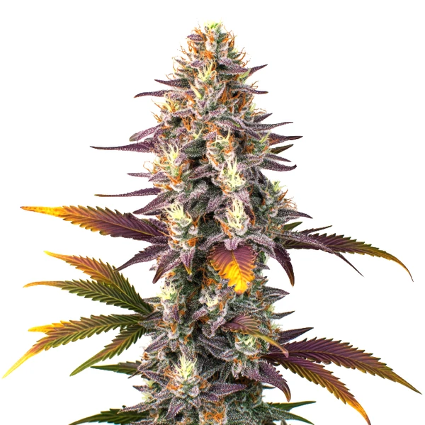 Kush Mints Regulär (Blimburn Seeds) – offizielles Produktbild