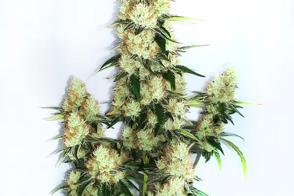 Kush XL Auto (Blimburn Seeds) – offizielles Produktbild
