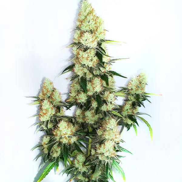 Kush XL Auto (Blimburn Seeds) – offizielles Produktbild