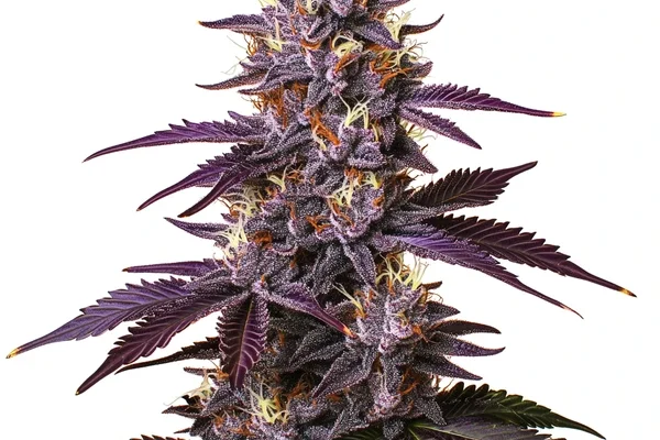 Kushberry (Blimburn Seeds) – offizielles Produktbild