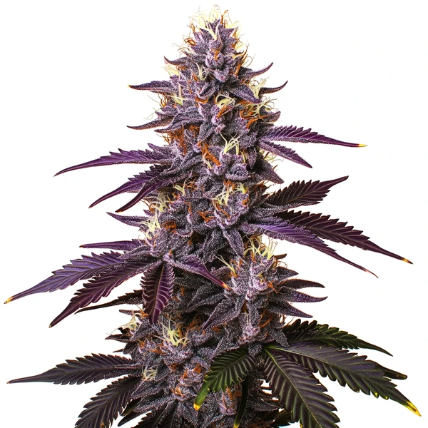 Kushberry (Blimburn Seeds) – offizielles Produktbild