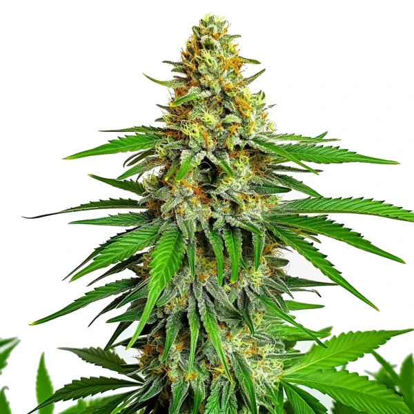 Kyle's Cherry AK (Blimburn Seeds) – offizielles Produktbild