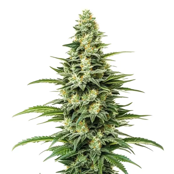 Kyle's Skywalker OG (Blimburn Seeds) – offizielles Produktbild
