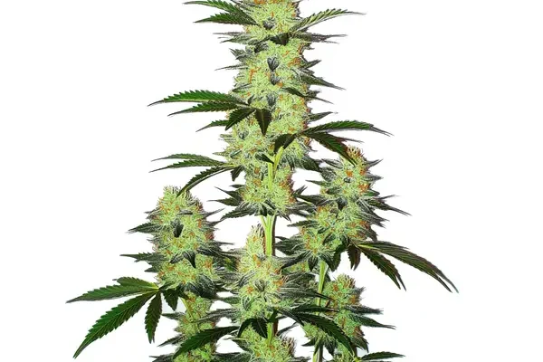 LA Confidential Auto (Blimburn Seeds) – offizielles Produktbild