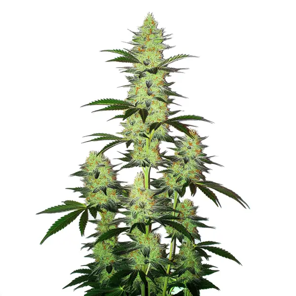 LA Confidential Auto (Blimburn Seeds) – offizielles Produktbild