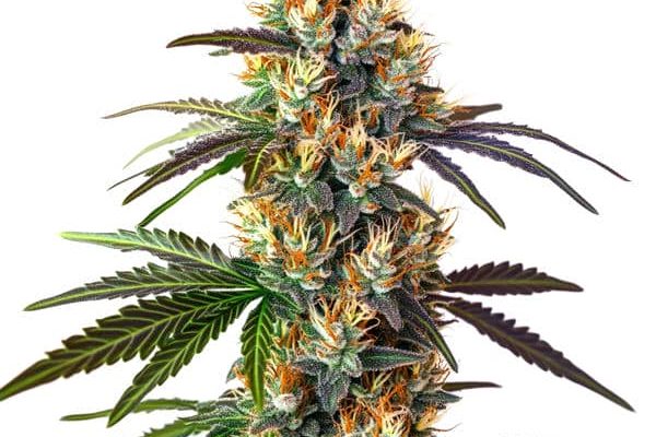 LSD (Blimburn Seeds) – offizielles Produktbild