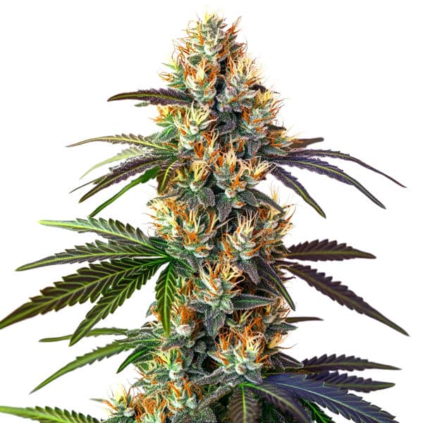 LSD (Blimburn Seeds) – offizielles Produktbild