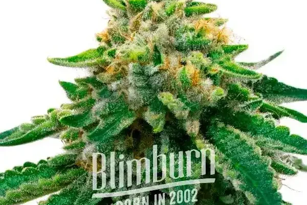 L.A. Confidential x Afghan Kush (Blimburn Seeds) – offizielles Produktbild