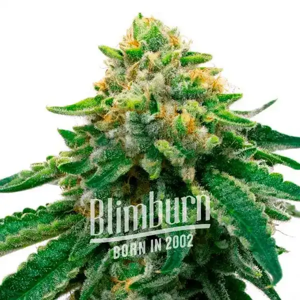 L.A. Confidential x Afghan Kush (Blimburn Seeds) – offizielles Produktbild