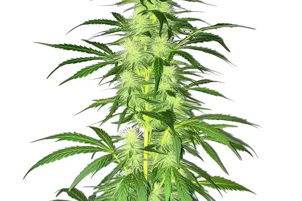 Lambs Bread (Blimburn Seeds) – offizielles Produktbild