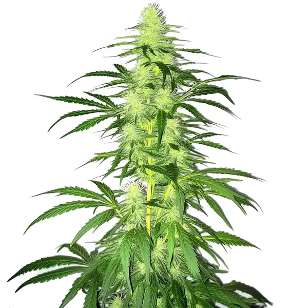 Lambs Bread (Blimburn Seeds) – offizielles Produktbild