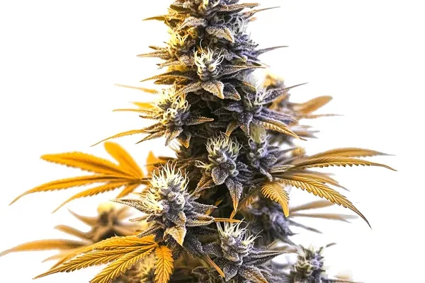 Larry OG (Blimburn Seeds) – offizielles Produktbild