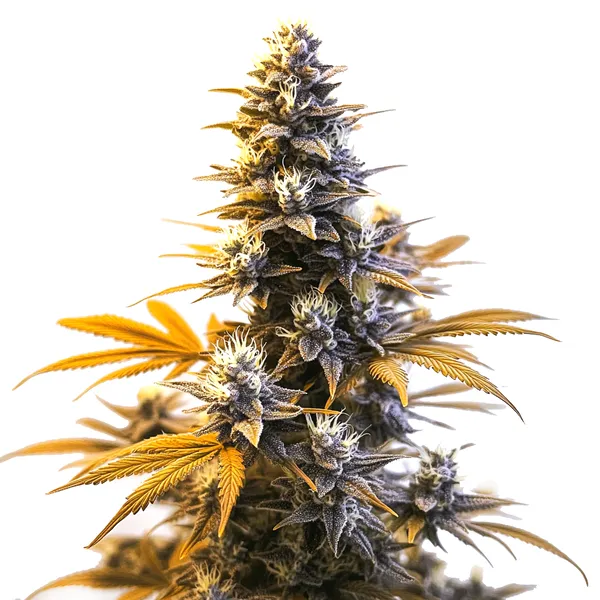 Larry OG (Blimburn Seeds) – offizielles Produktbild