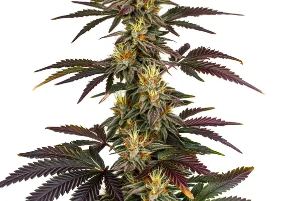 Lava Cake (Blimburn Seeds) – offizielles Produktbild