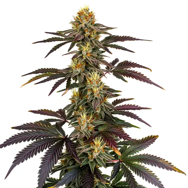 Lava Cake (Blimburn Seeds) – offizielles Produktbild