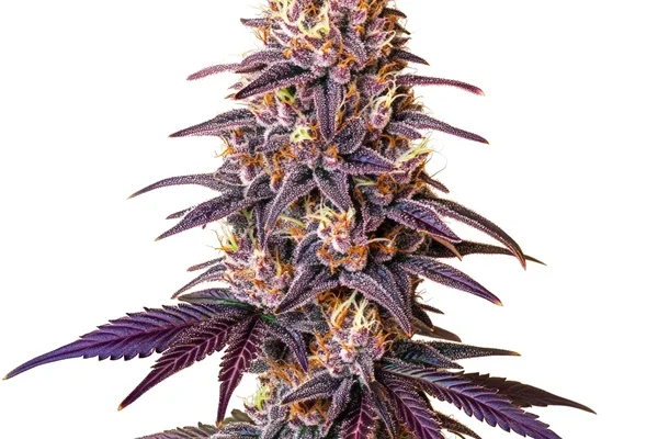 Lavender (Blimburn Seeds) – offizielles Produktbild