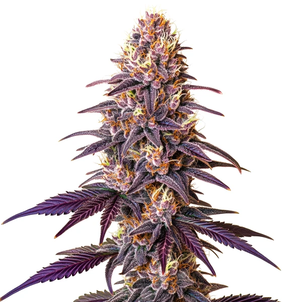 Lavender (Blimburn Seeds) – offizielles Produktbild