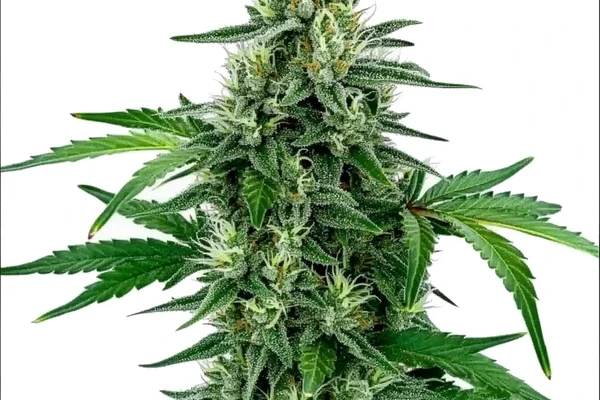 Legend OG (Blimburn Seeds) – offizielles Produktbild