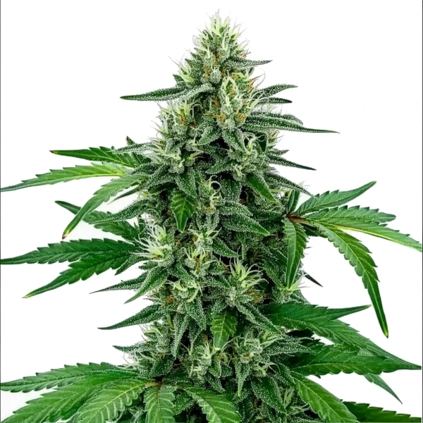 Legend OG (Blimburn Seeds) – offizielles Produktbild