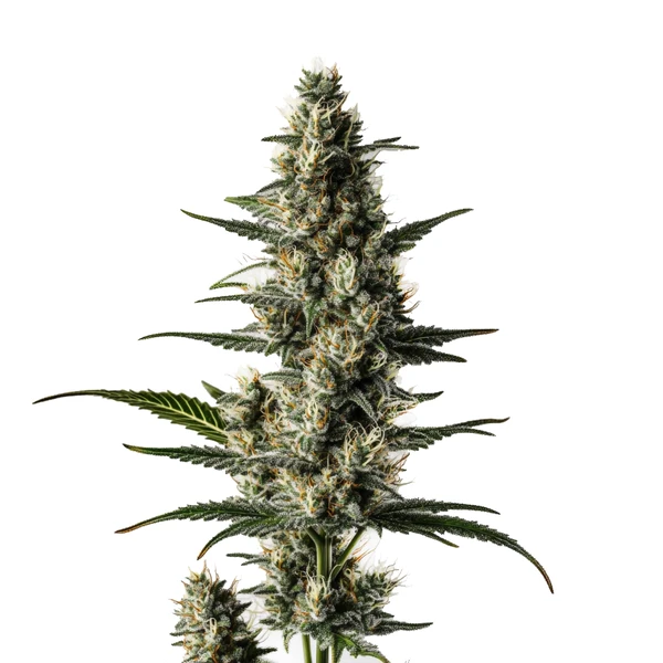 Lemon Auto (Blimburn Seeds) – offizielles Produktbild
