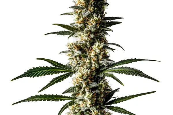 Lemon Diesel (Blimburn Seeds) – offizielles Produktbild
