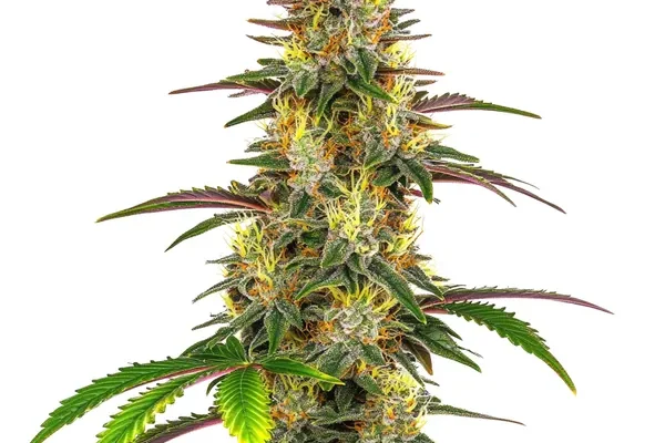 Lemon Garlic OG (Blimburn Seeds) – offizielles Produktbild