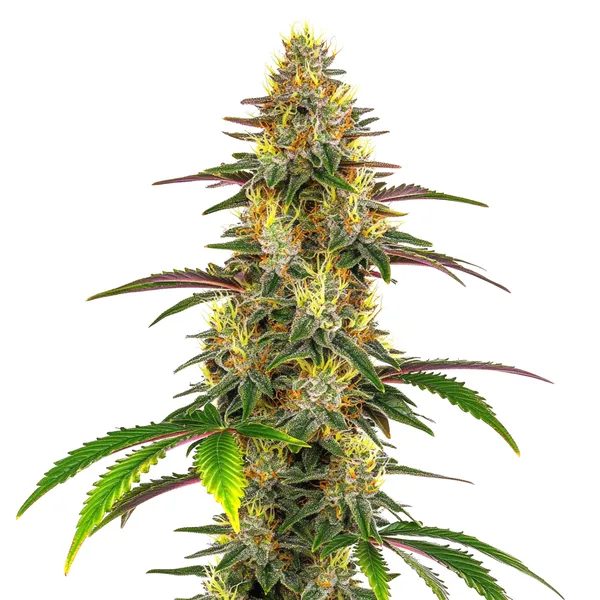 Lemon Garlic OG (Blimburn Seeds) – offizielles Produktbild