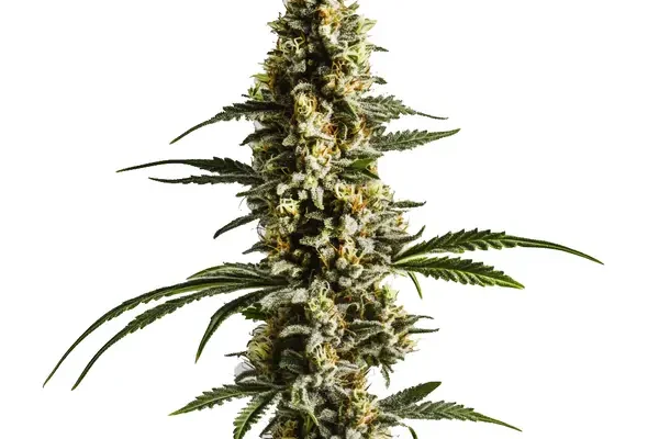 Lemon Haze Auto F1 (Blimburn Seeds) – offizielles Produktbild