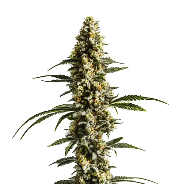 Lemon Haze Auto F1 (Blimburn Seeds) – offizielles Produktbild